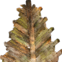 China Fir